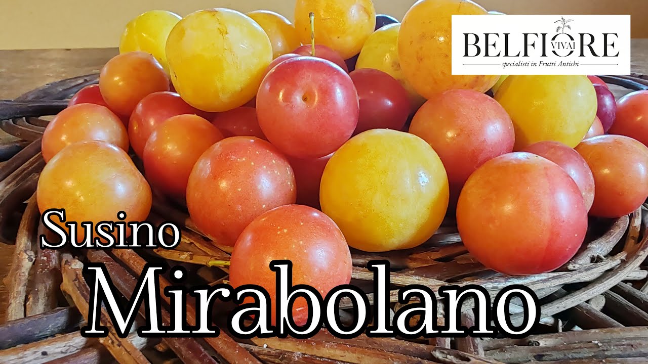 Frutti selvatici senza manutenzione: il susino Rusticana o Mirabolano