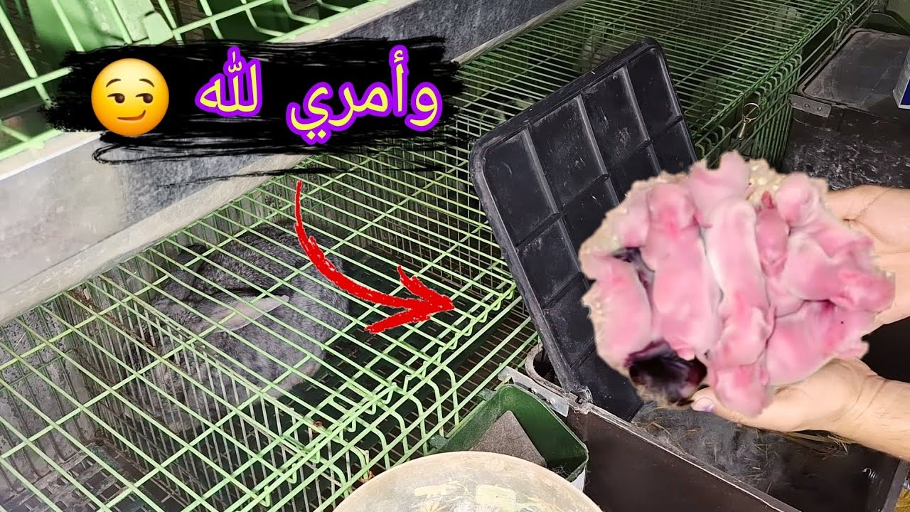 هقولك علي السر الي بيخليني اخد اعداد خلفه فوق ال ١٠ من الارانب في الصيف