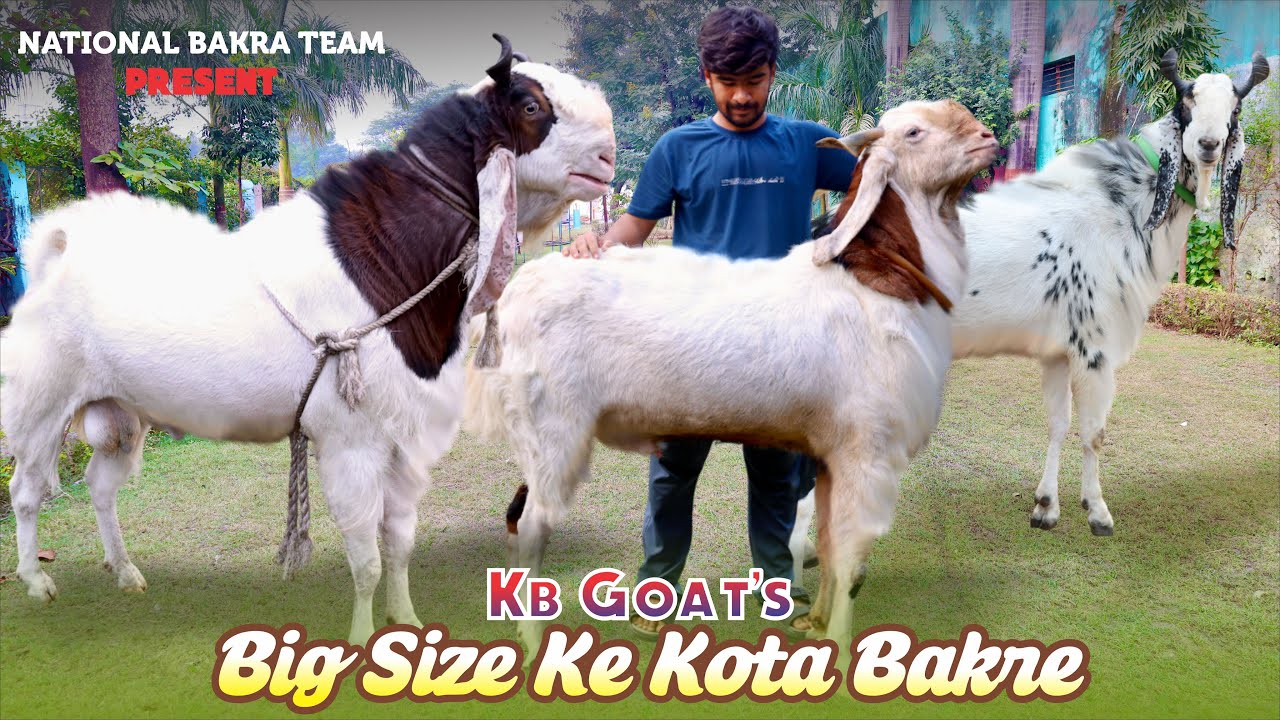 Big Size Ke Kota Bakre At KB Goat&rsquo;s 