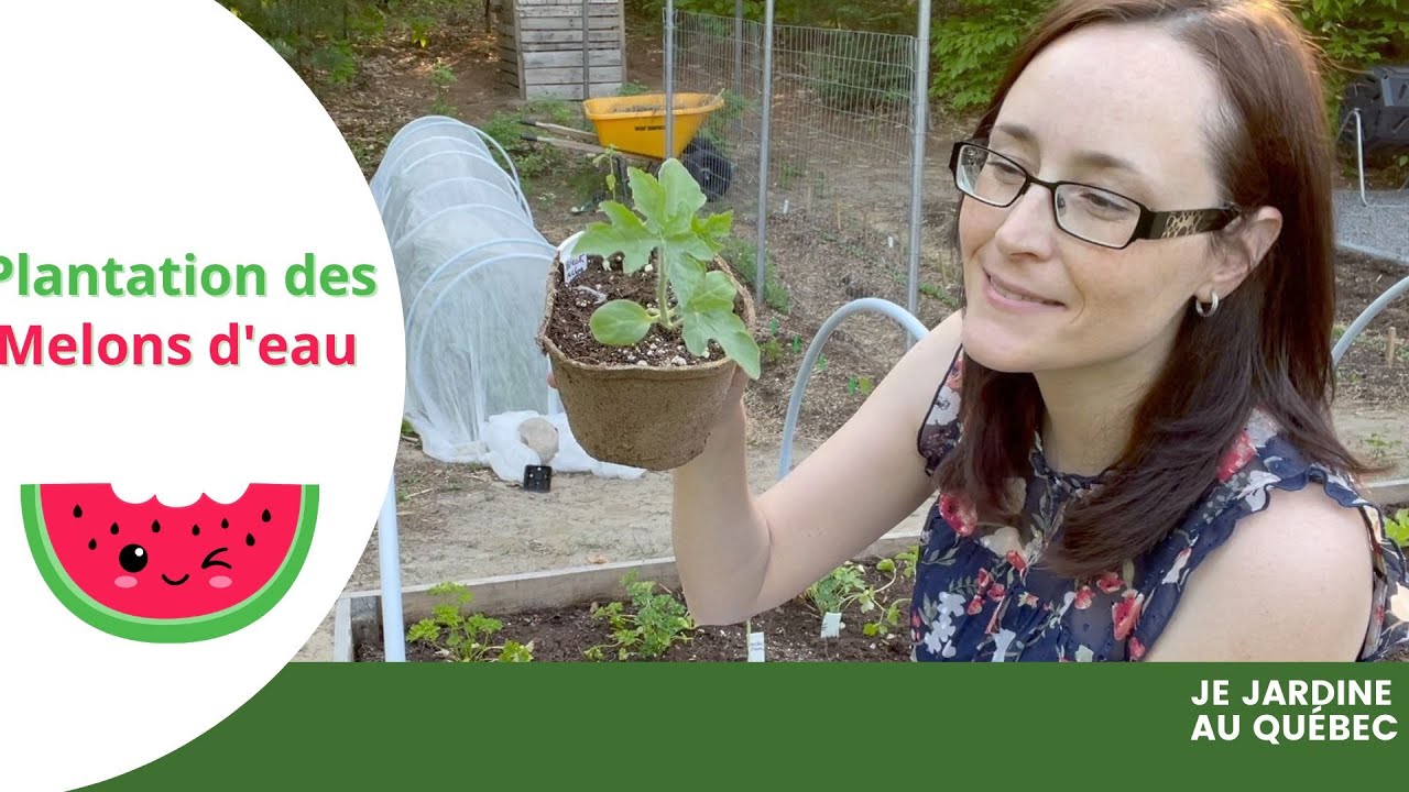 Quand et comment planter les melons d'eau au potager - saison 2023