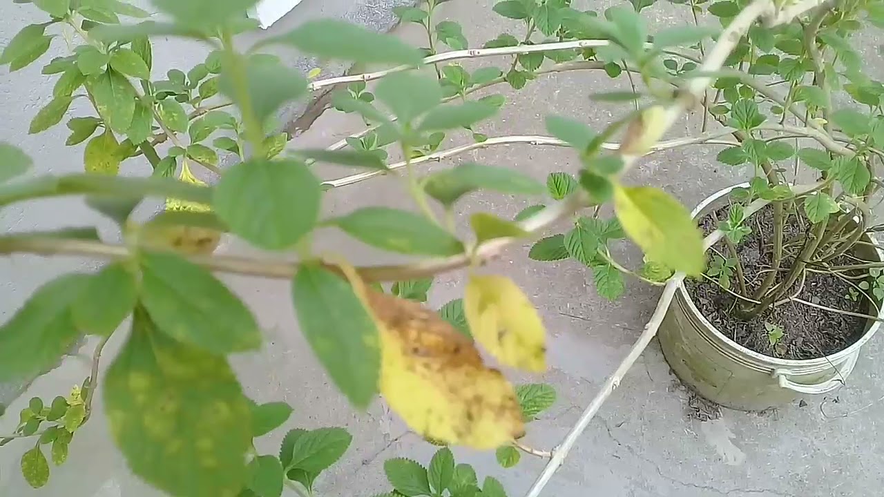 Planta de Pronto Alivio