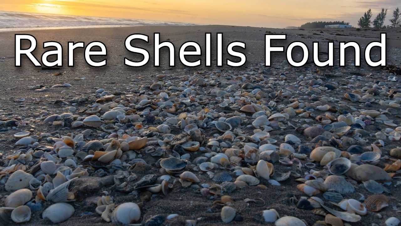 Unbelievable Morning of Shelling in Southeast Florida