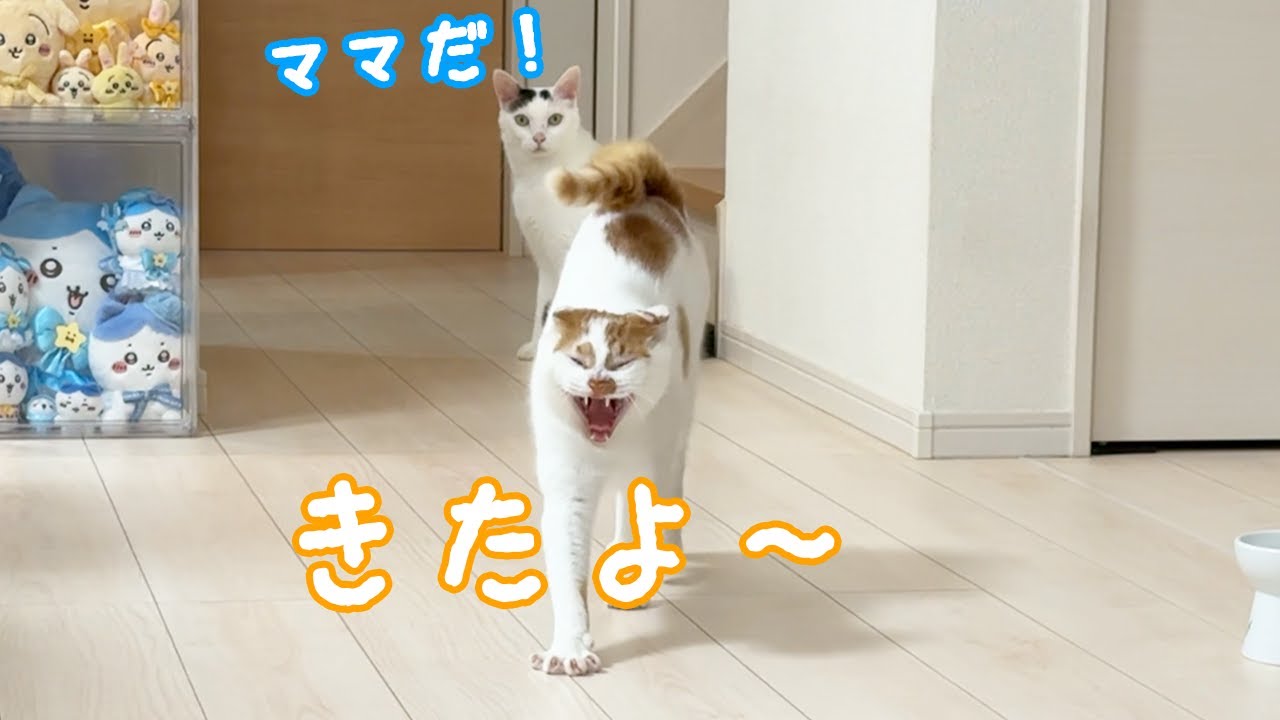 ママが休憩してると続々と集まってくる猫たち