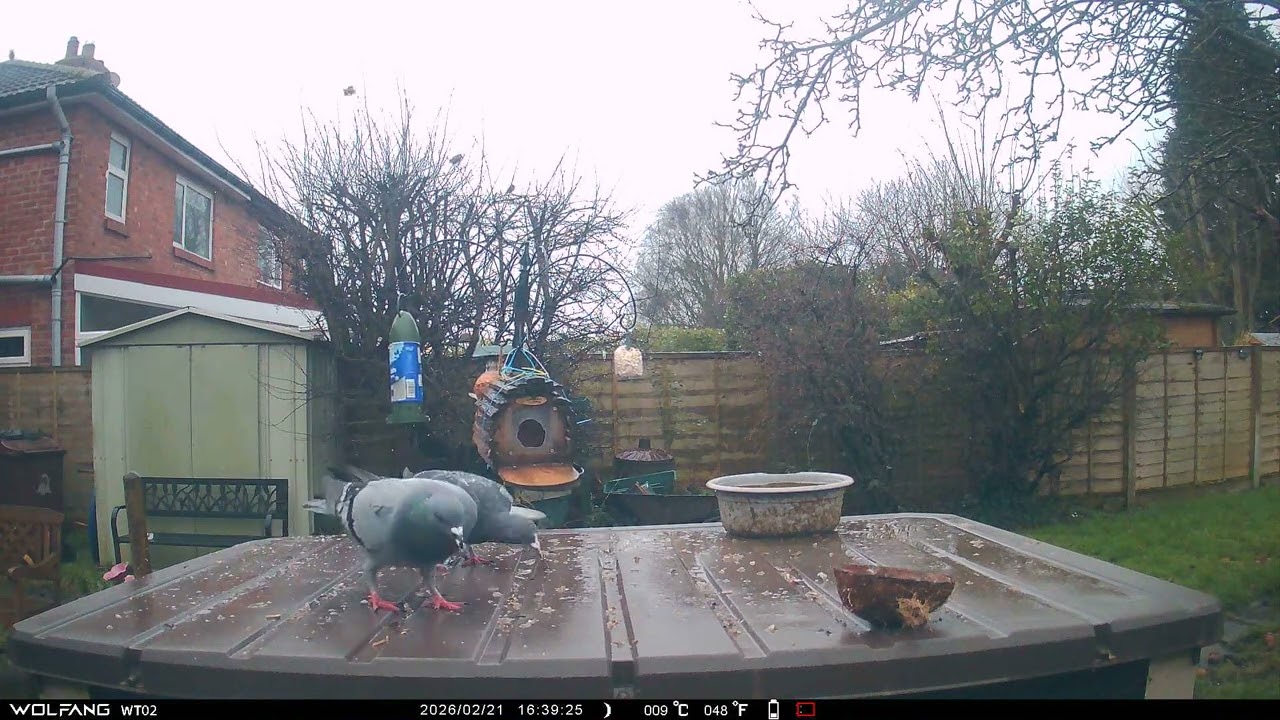 Pigeons Starlings in rain