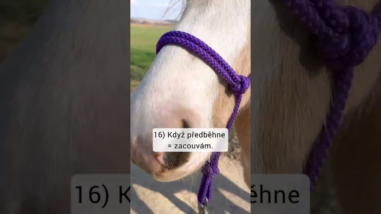 Výcvik koně v nezávislosti na stádě… ❤️