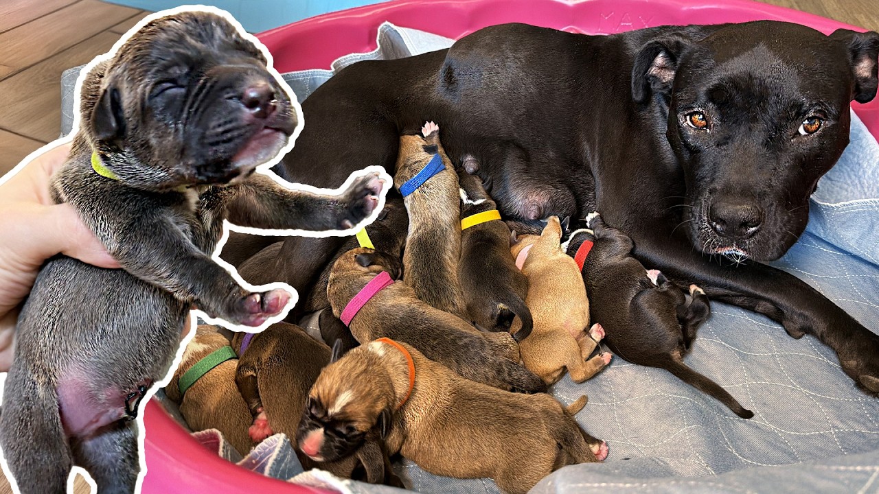 Meet My New Puppies!