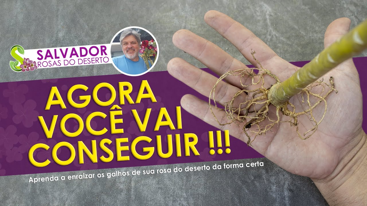 APRENDA A ENRAIZAR GALHOS DE ROSAS DO DESERTO TÉCNICA PERFEITA SEM MISTÉRIOS