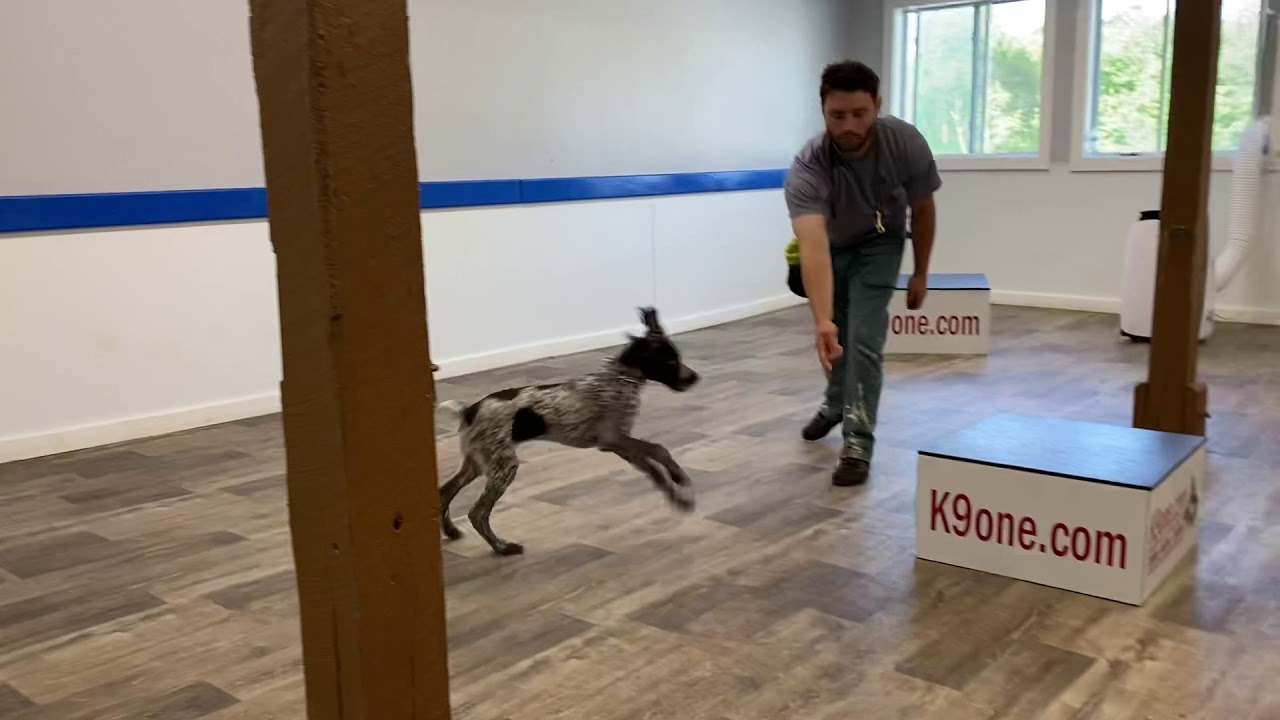 Free Shaping! Bruno the 19 week old Drahthaar