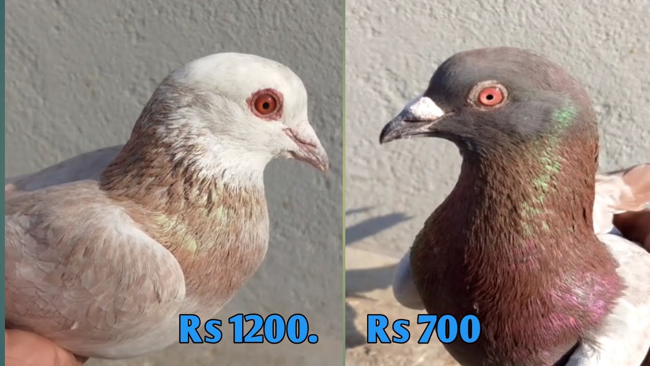 Fancy gola pigeon sall for india.with low price.😍nare eyes Ghola pigeon sall 🕊️( Haryana) 