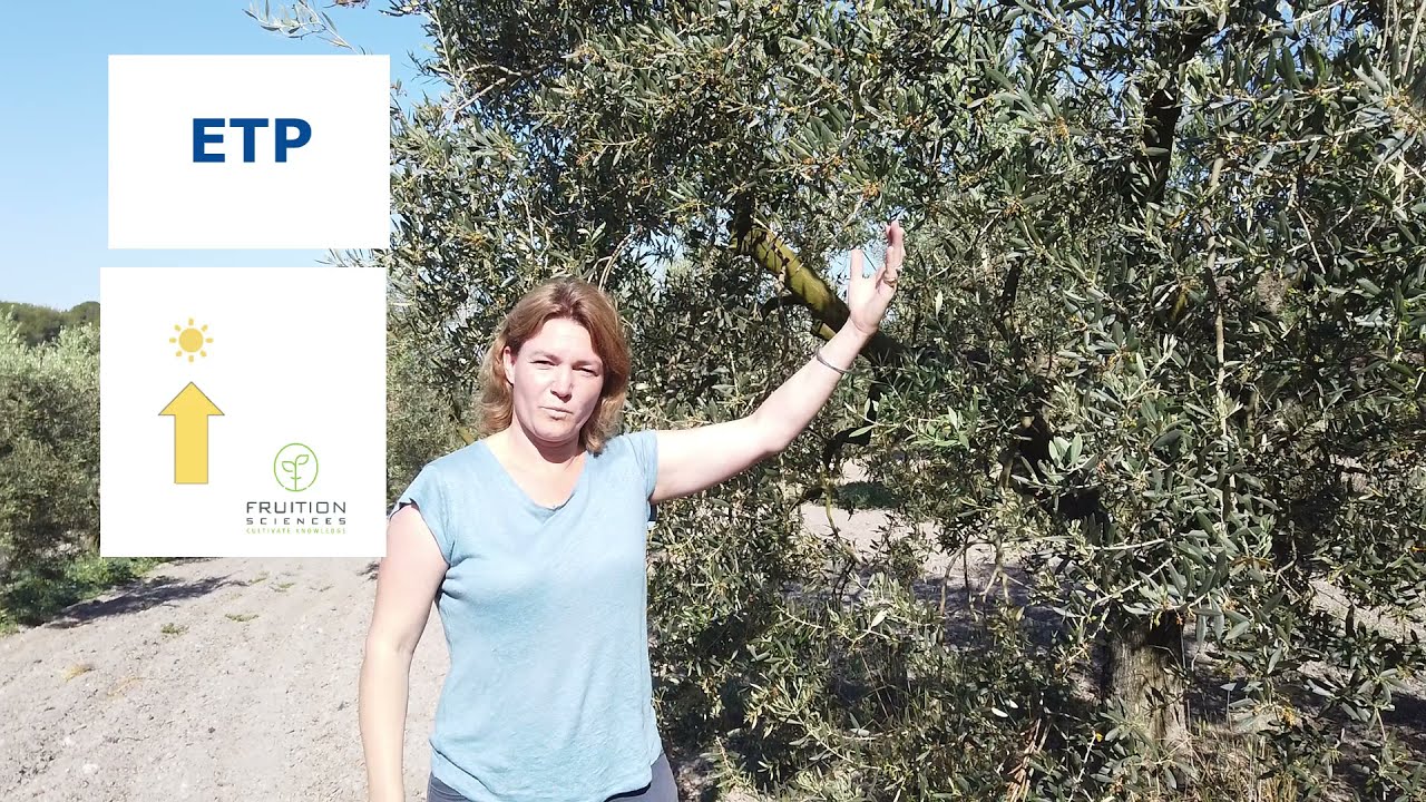 2021 - Bulletin irrigation de l'olivier - n°2 (P3)