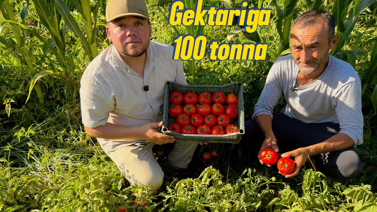 Kami F1 gibrit pamidor urugi O’rtasaroy Nematjon aka dalasi | Dostafka bor