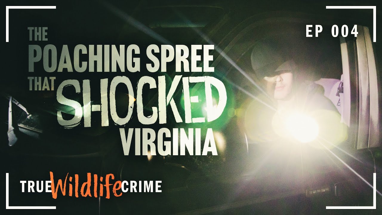 True Wildlife Crime: The Poaching Spree That Shocked Southwest Virginia