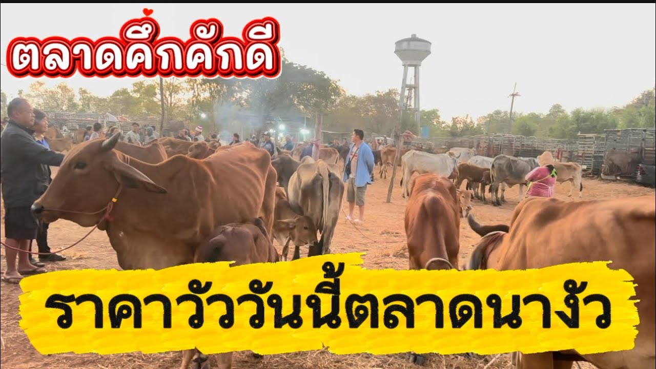 ชมบรรยากาศตลาดชื่อขายวัวตลาดนางัว อ.สว่างแดนดิน จ.สกลนคร #ราคาวัววันนี้ 1/2/69