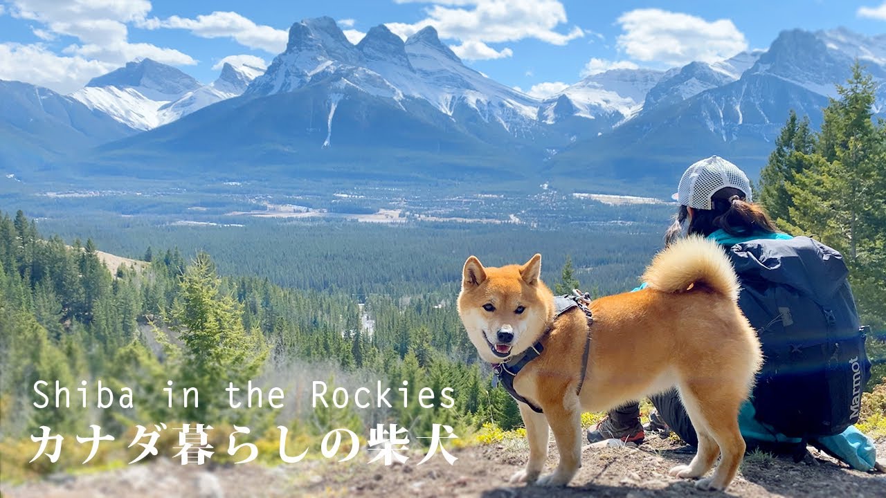小川の雪解け水を求め、柴犬ナラと裏山の展望ハイキングを楽しみました｜カナダ海外生活｜Grotto mountain | Three sisters