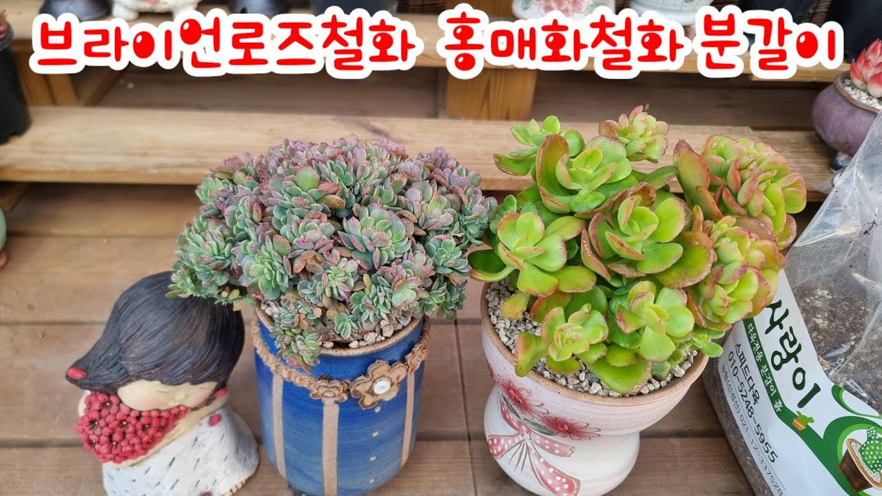 26.2.20 🌹브라이언로즈철화 홍매화철화 사랑이로 분갈이해요🌹 #스피드다육 010-5248-5955 