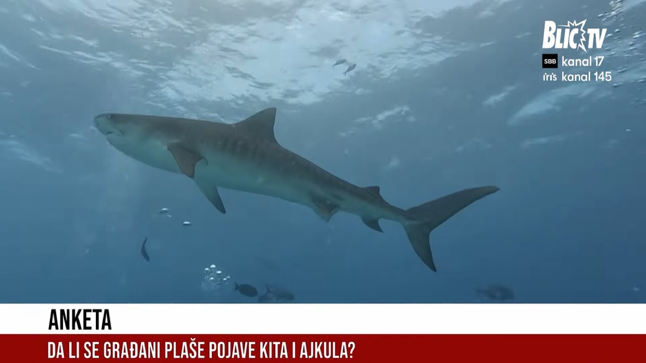 NEVEROVATNE SCENE U BOKI! Kit uplivao u Herceg Novi, ajkula snimljena kod Kotora!