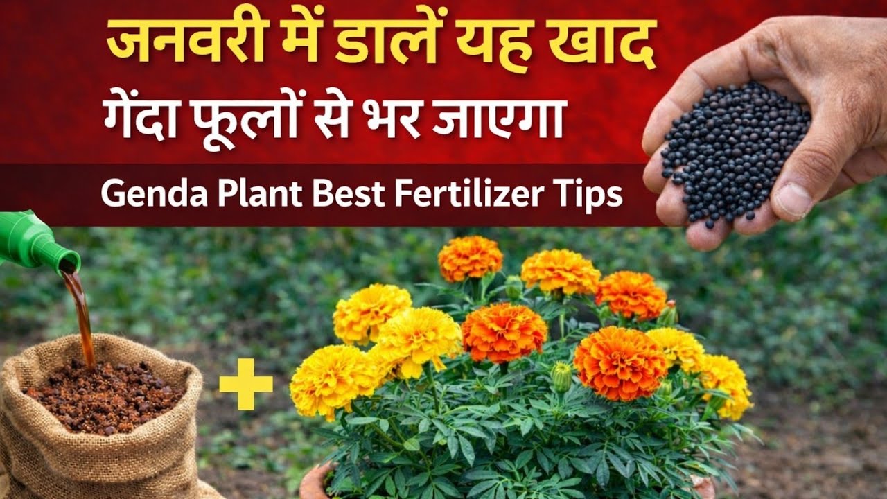 गेंदे में एक बार यह चीज डालिए और फूल देखिए, Marigold plant care Tips And fertilizer for flowers