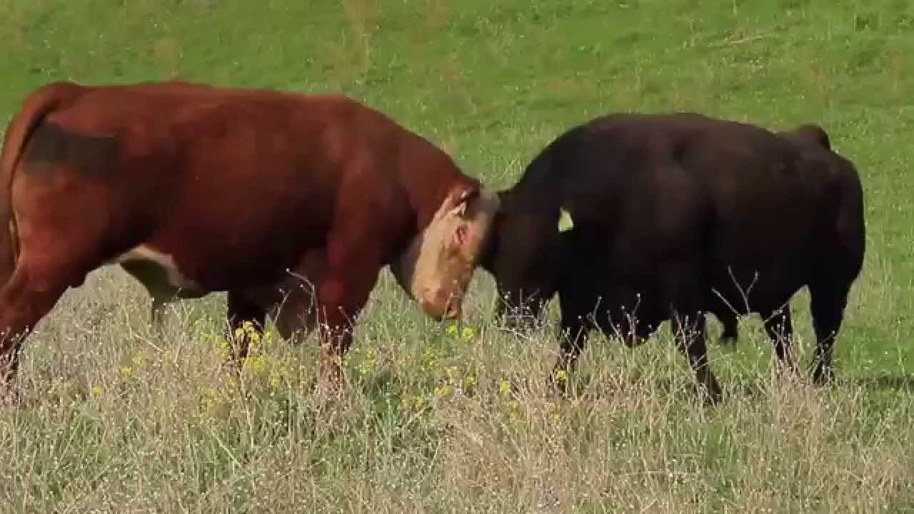 bull fight between Hereford and Black Angus at Elk Creek Ca