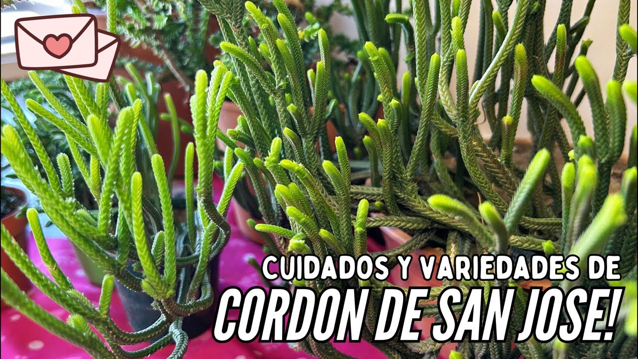 DIRECTO EXPRESS | Cuidados, Variedades, Trasplante y Reproducción de la Suculenta Cordón de San José
