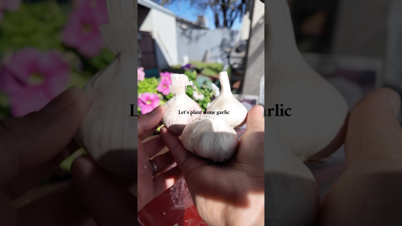 Planting garlic in zone 9b #gardening #garlic