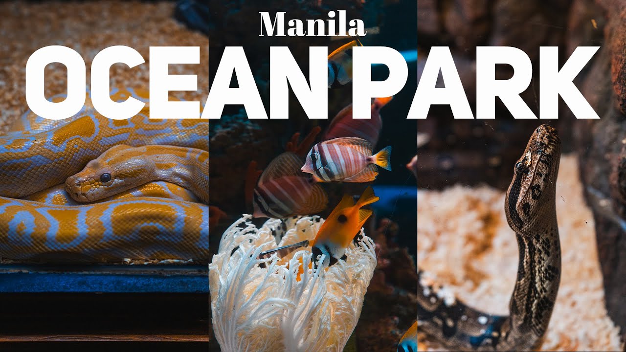 🇵🇭 Complete Details, BUDGET all You know about 