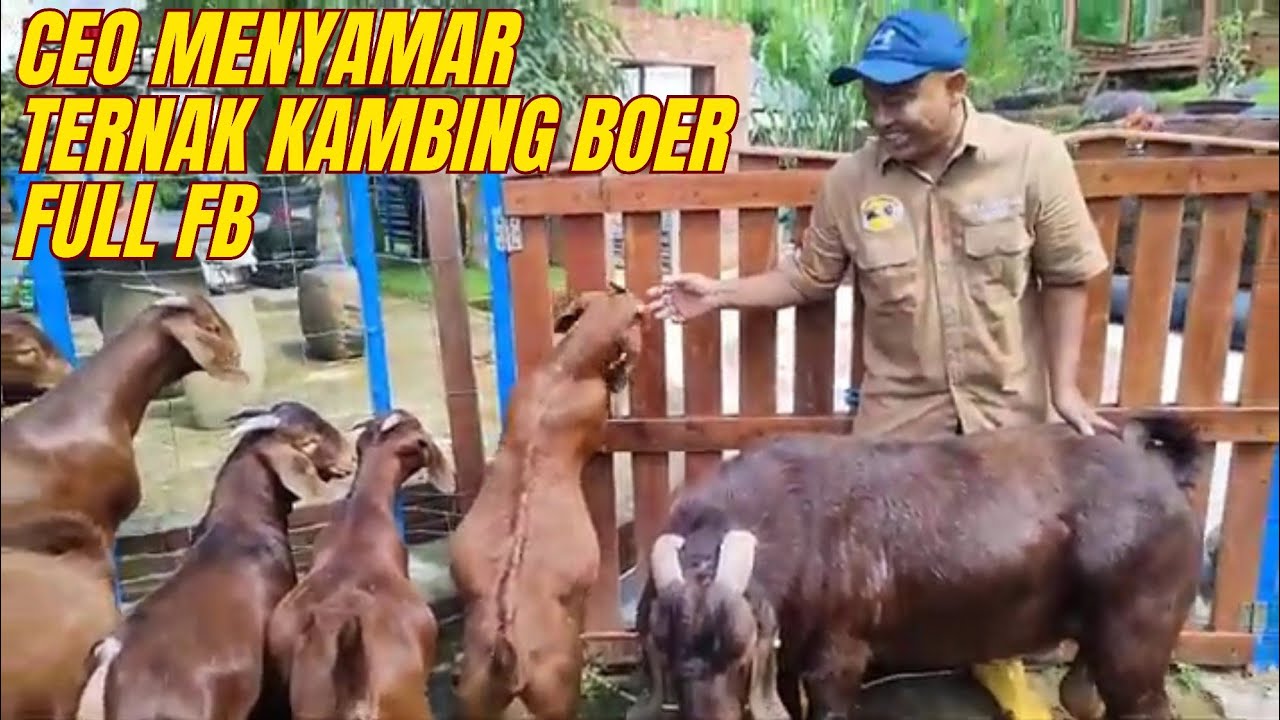 SOLUSI TERNAK KAMBING BOER & DOMBA MODAL MINIM dari PARA CEO yang MENYAMAR❤️‍🔥❤️‍🔥