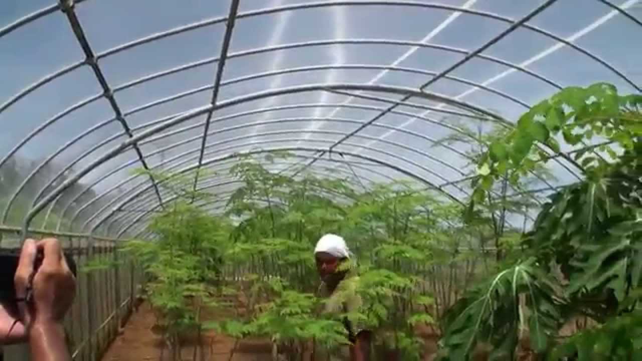 奇跡の葉！モリンガ2014/07/05（薬草パパイヤ農園）