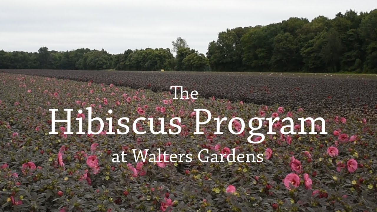 The Hibiscus Program @ Walters Gardens