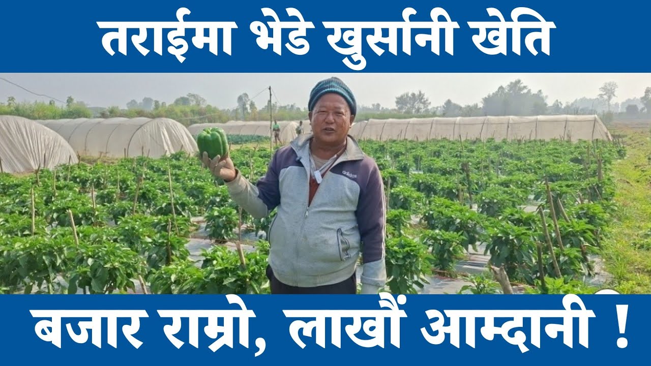 तराईमा भेडे खुर्सानी खेती | लाखौं आम्दानी | Ramu Oli