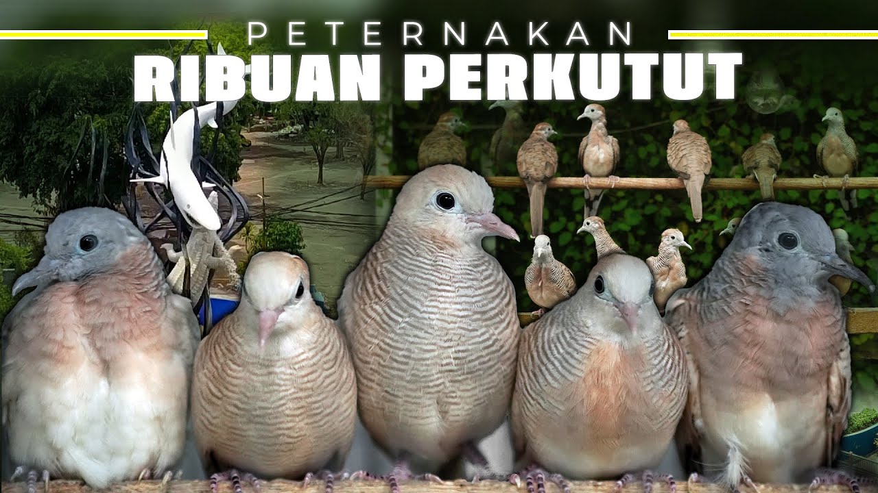 RIBUAN ATAU BAHKAN LEBIH ?! LIHAT SENDIRI PETERNAKAN PERKUTUT BESAR DI SURABAYA !