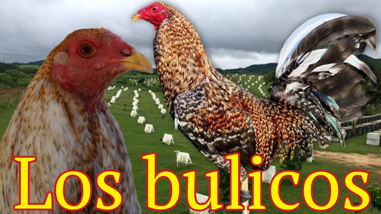 gallo bulico @elpoderdelpollo2342