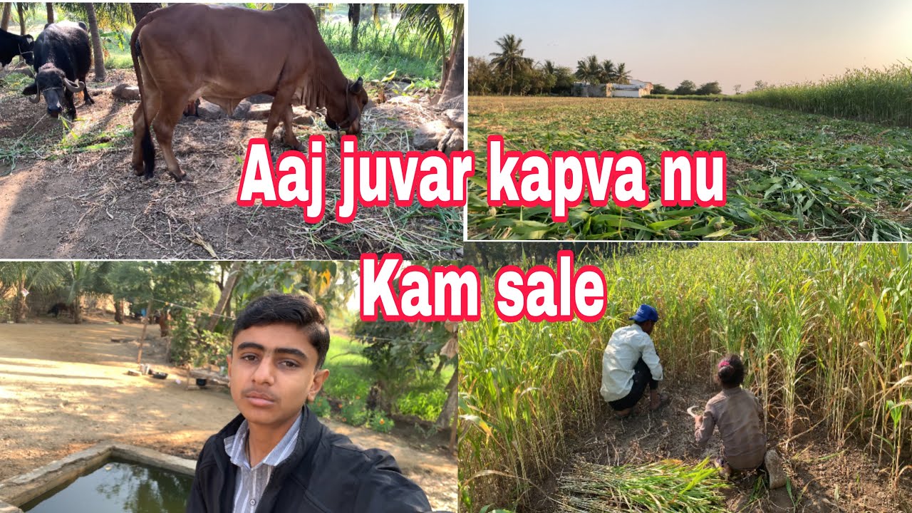 To Aaj Apde vadeye Juvar kapva niche