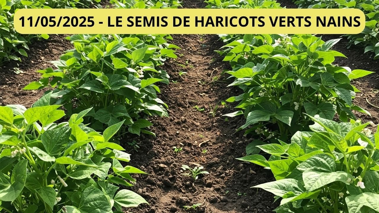 🌿 Semis de haricots verts nains : toutes les clés pour une récolte réussie ! 🌿