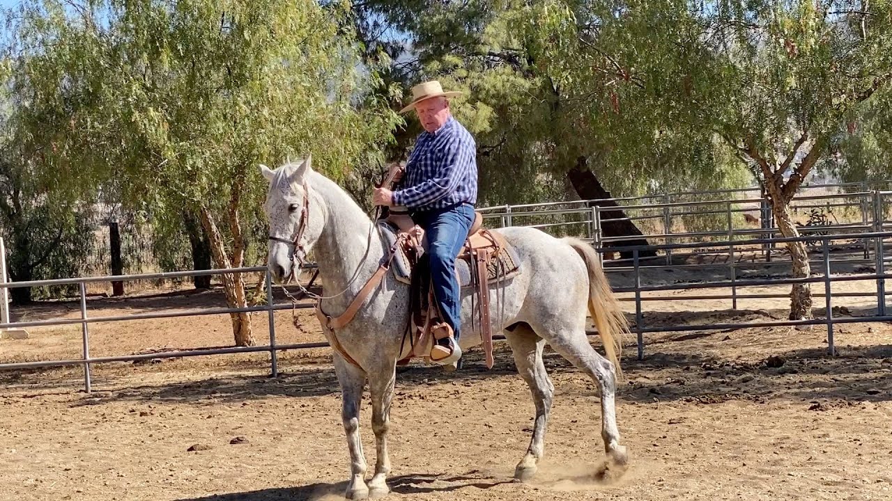 Schooling the Gray - Back to the Western Bit