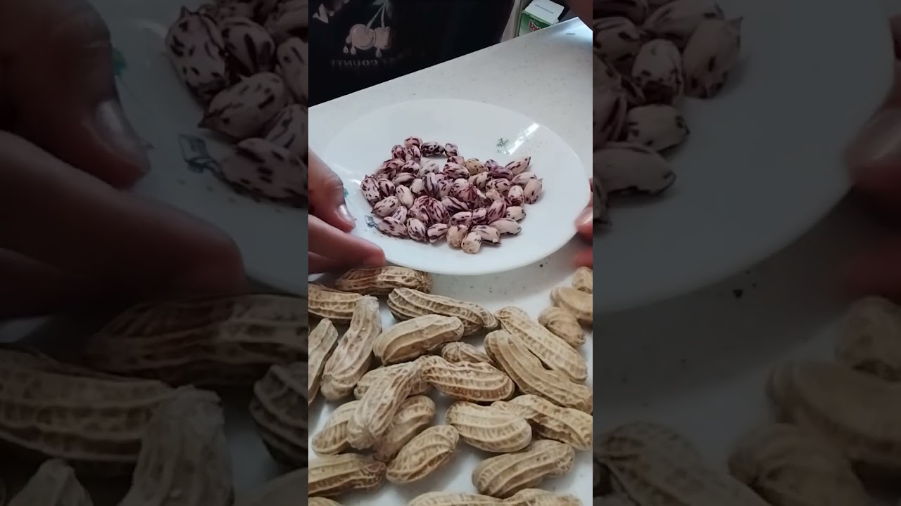 How to crack a wild jungle peanut using your hands? peanuts cracking #asmr #sounds