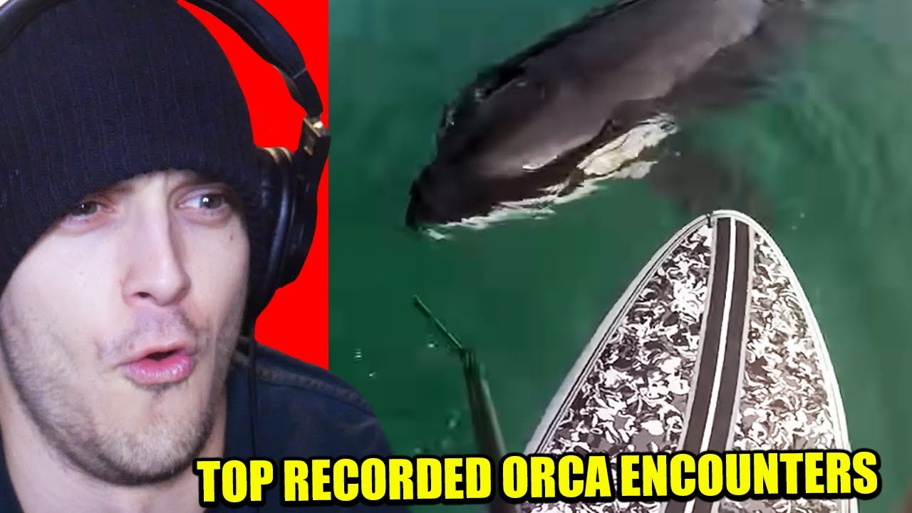 TOP CLOSEST KILLER WHALE ENCOUNTERS (reaction)