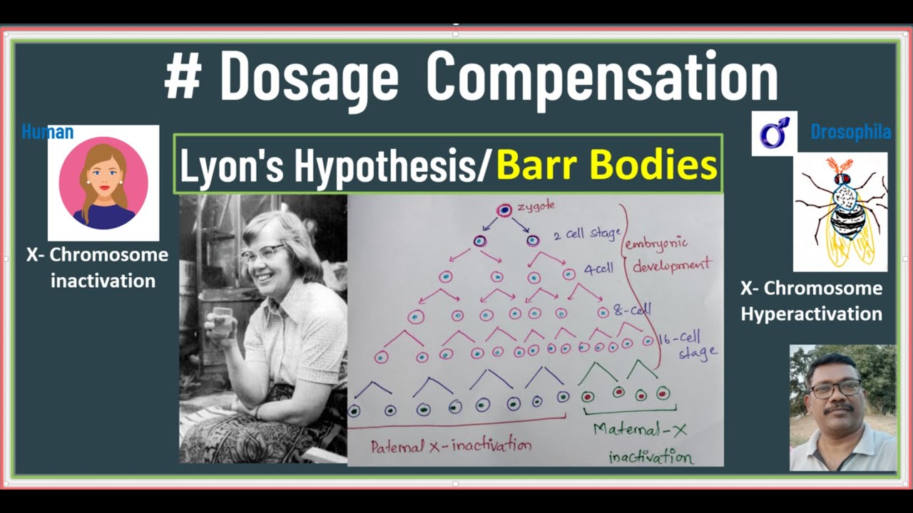 Dosage Compensation  Full concept / Barr body / x Chromosome inactivation / Lyon's Hypothesis