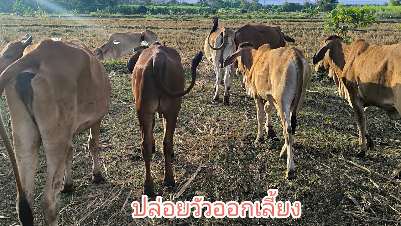 ปล่อยวัวออกเลี้ยงยามเซ่าตากแดด อากาศกำลังดี #บ้านเฮามันก็ซ่ำนี้หละ #คนเลี้ยงวัว #อีสานบ้านเฮา 