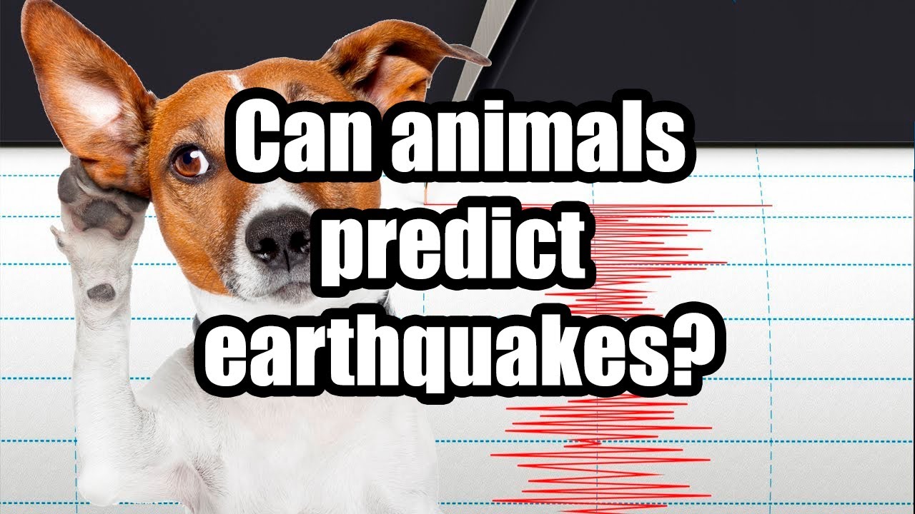 Is it possible that an animal would predict an earthquake?