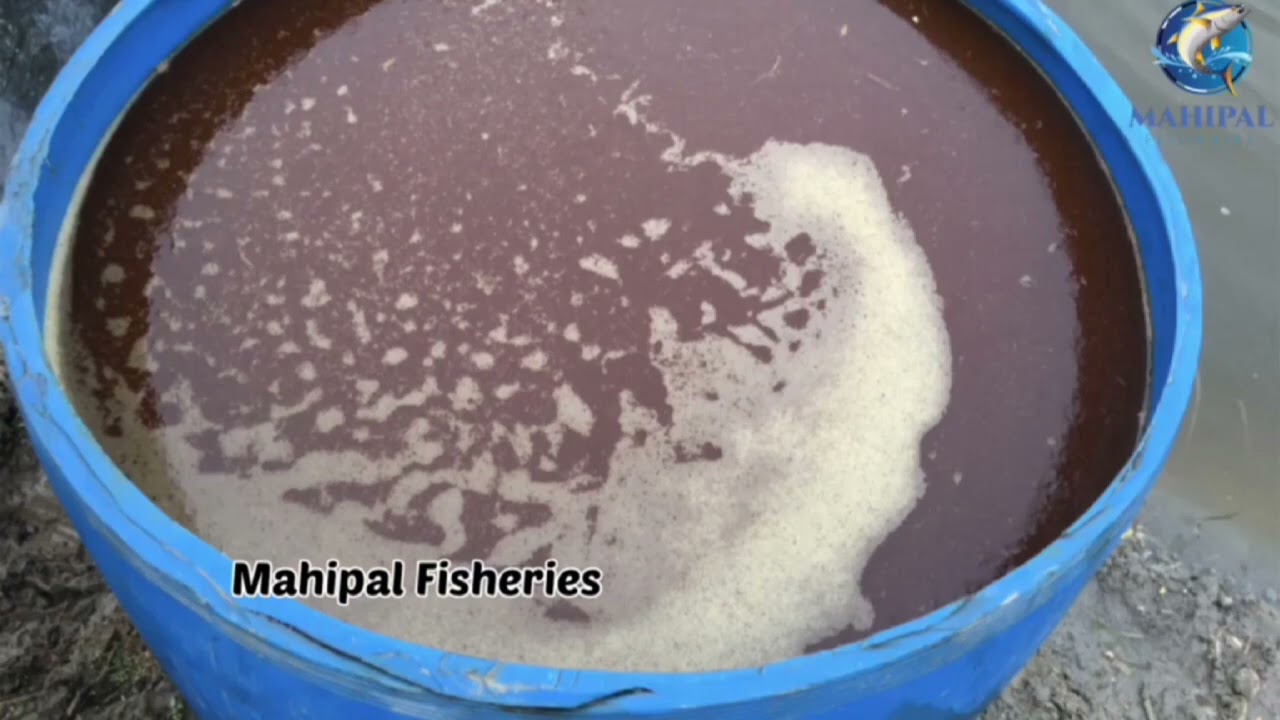 Plankton Development in fish Farming