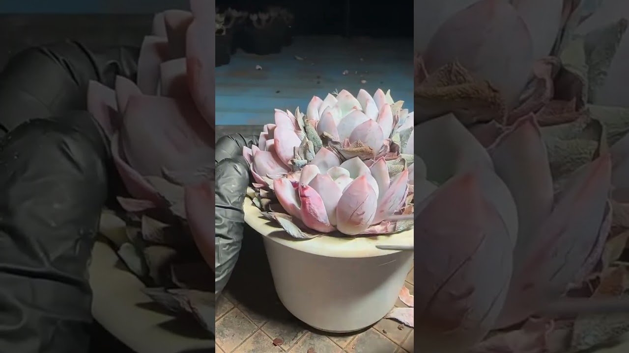 Indoor Succulent Shelf Setup | Organize Plants for Better Light & Space
