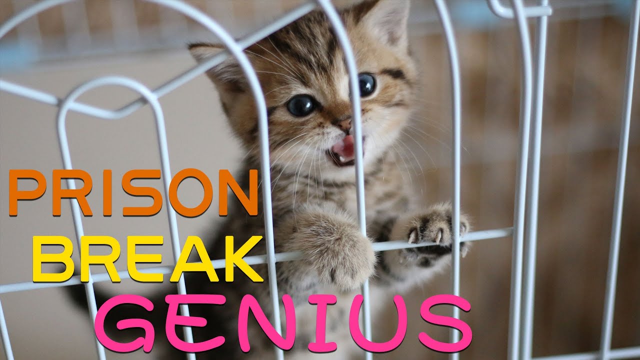 [Funny Cat] Cat prison Break records, the kitten turned out to be a prison Break genius