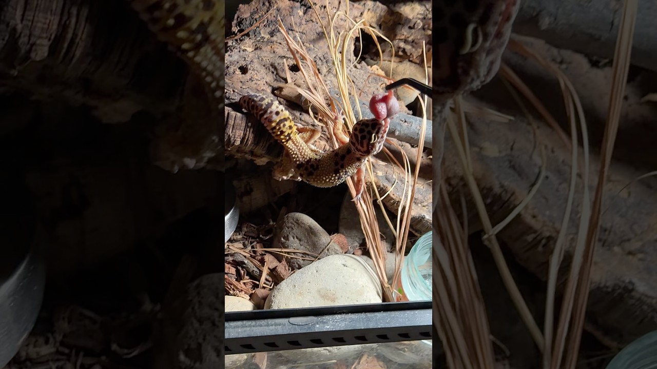 Leopard Gecko gets a JUICY treat!