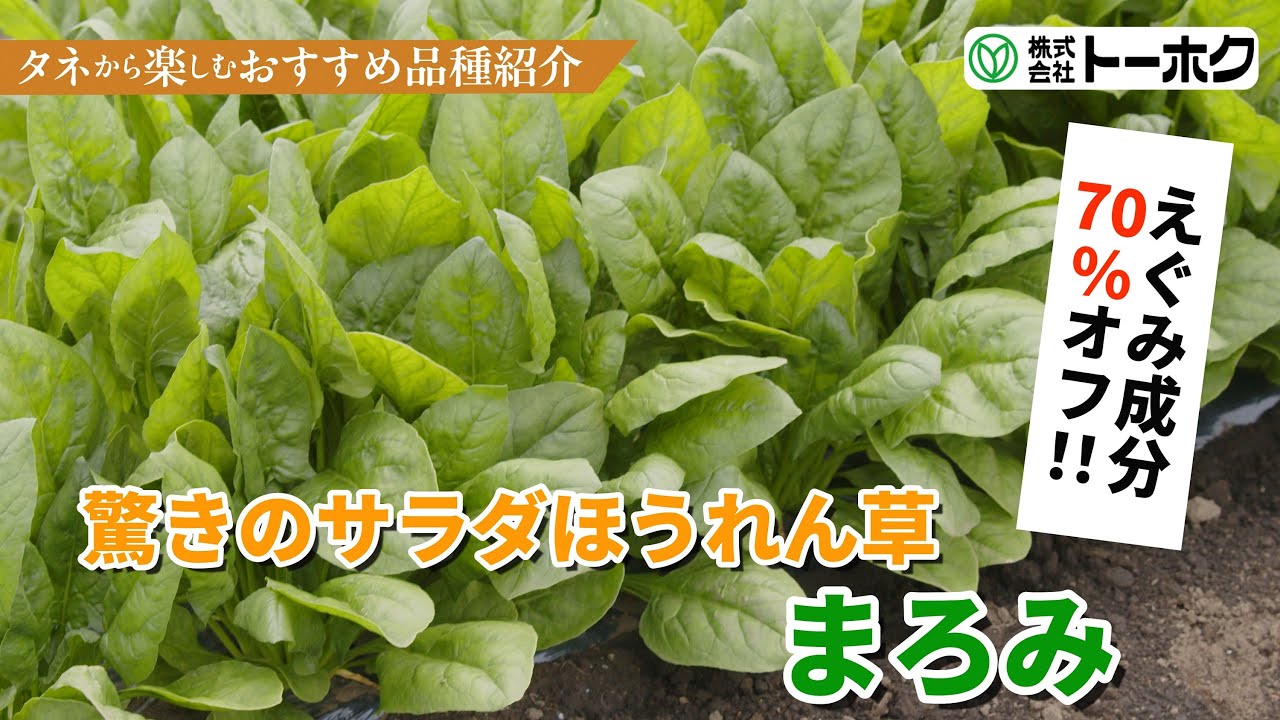 サラダほうれん草 まろみ