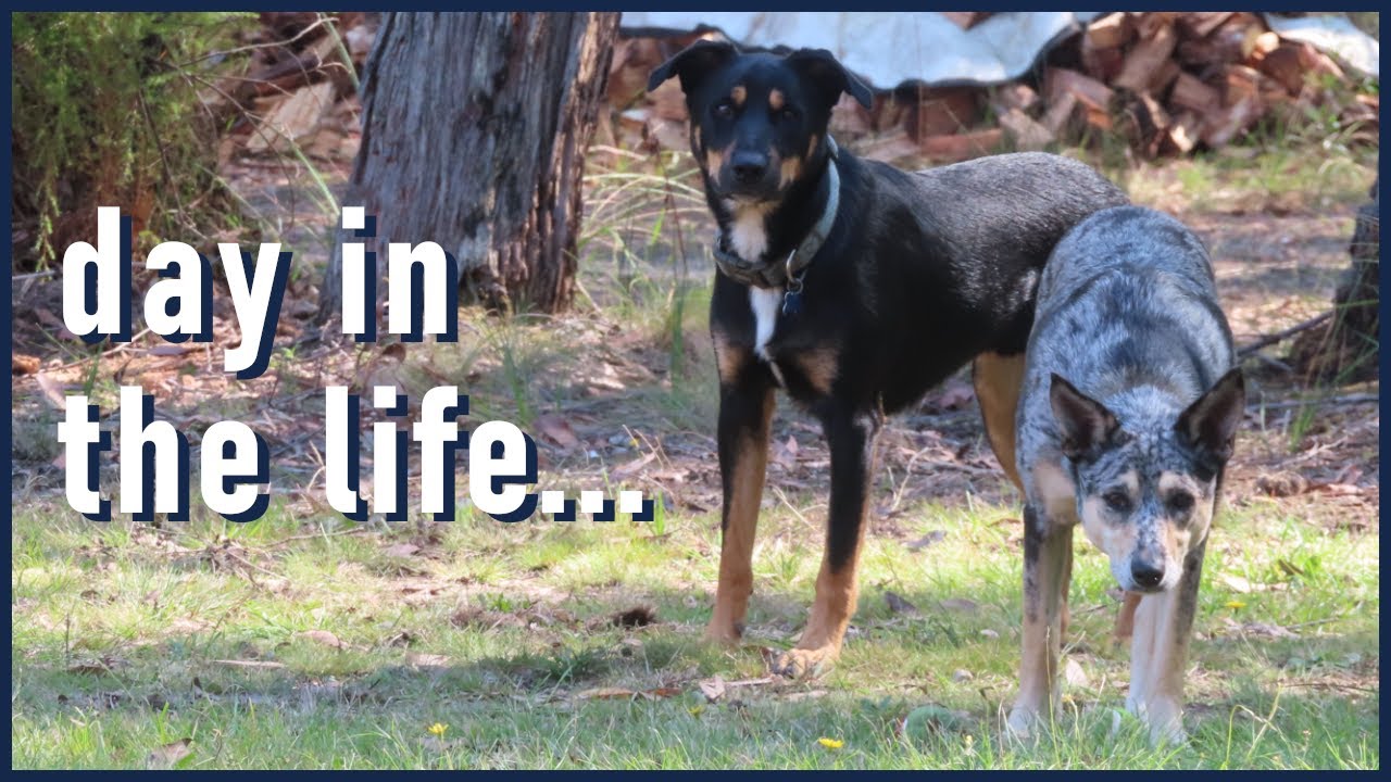 Frank and Doug || Petminding