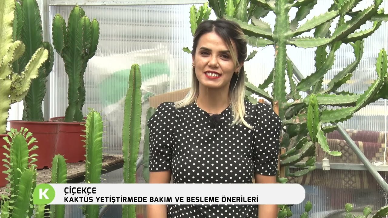 Kaktüs Bakımı I Çiçekçe