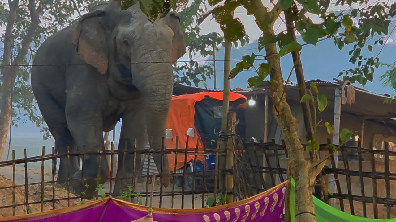 29 January 2026 #assam #animals #wildlife #