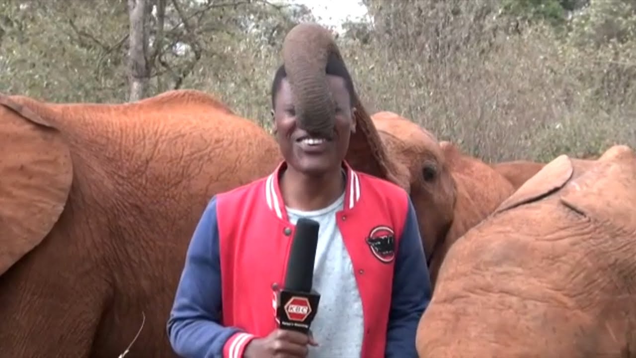 Baby elephant interrupts Kenyan local reporter during a piece to camera