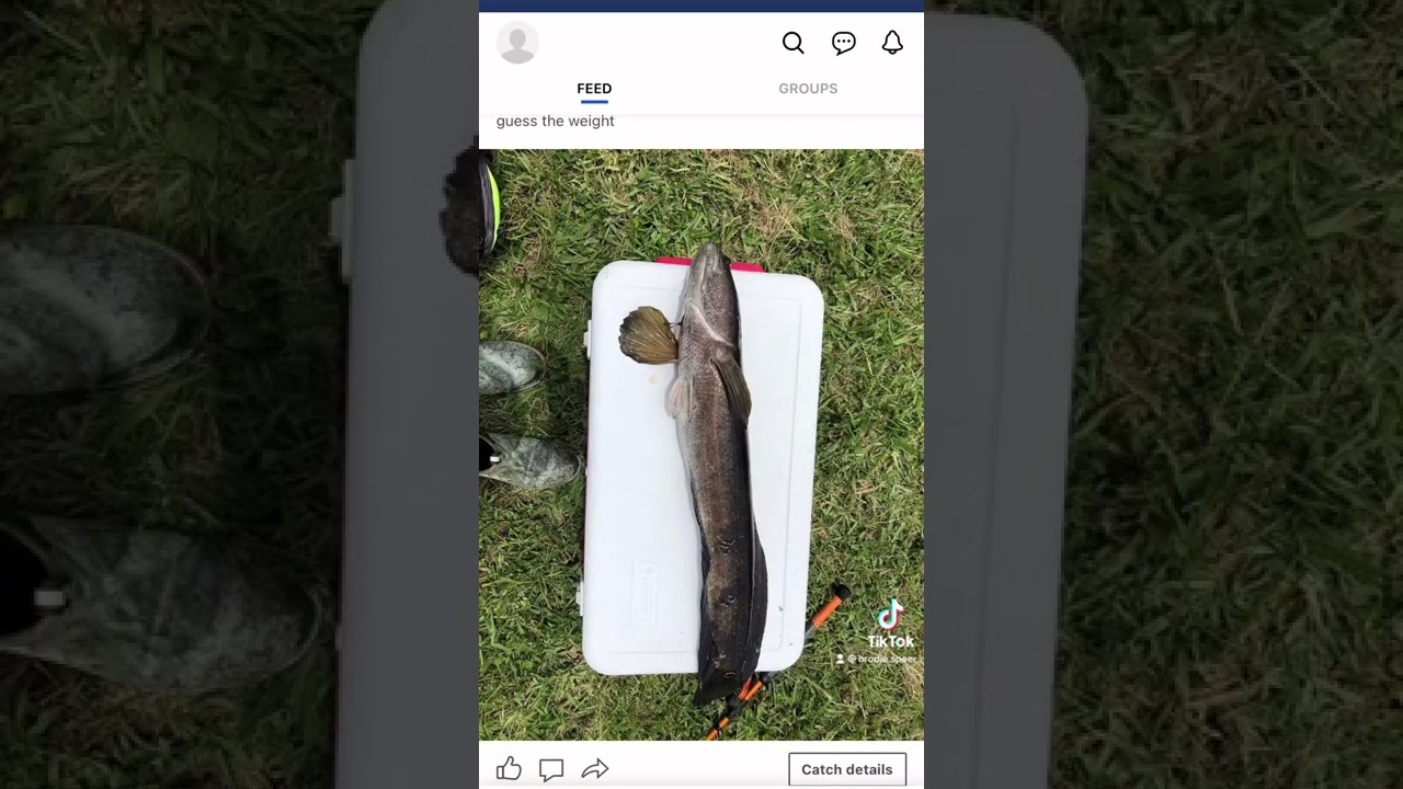 Rating Fish on Fishbrain! 🔥🎣🔥🎣#fish #fishing #fishingreels