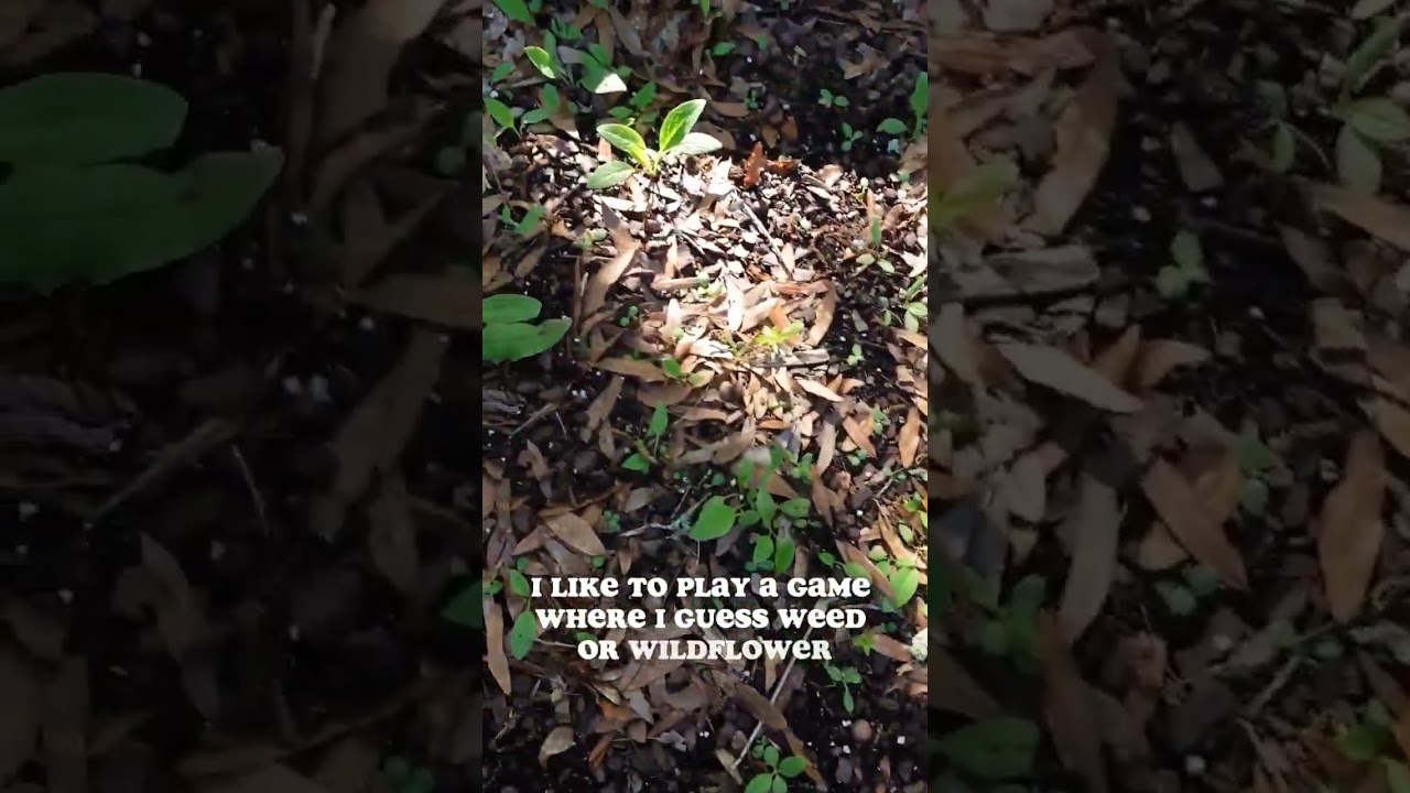 GARDEN PROBLEMS 🌱🧅